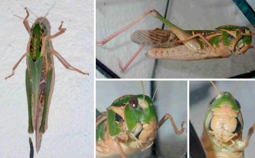 Réf. 229 602 : Locusta migratoria